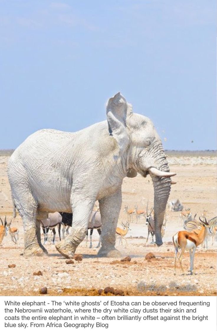 Белый слон альбинос