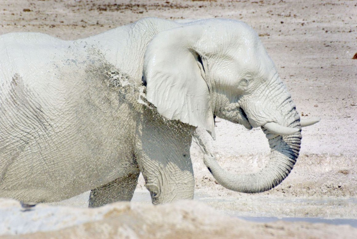 Слон альбинос