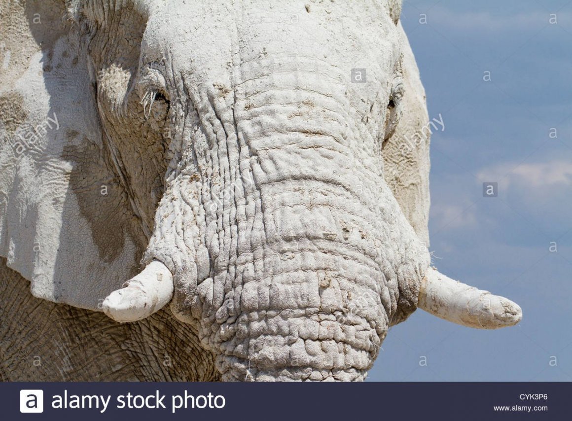 Существует ли белый слон