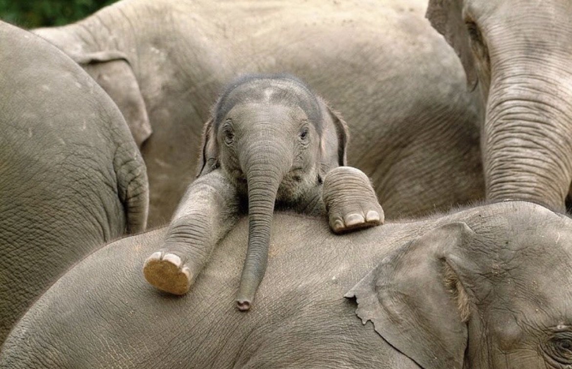 Красивый слон