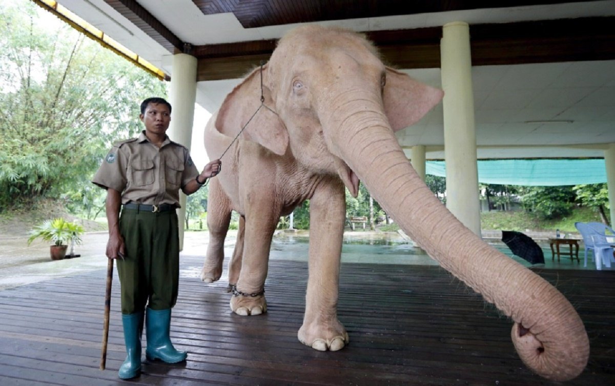 Самый большой слон