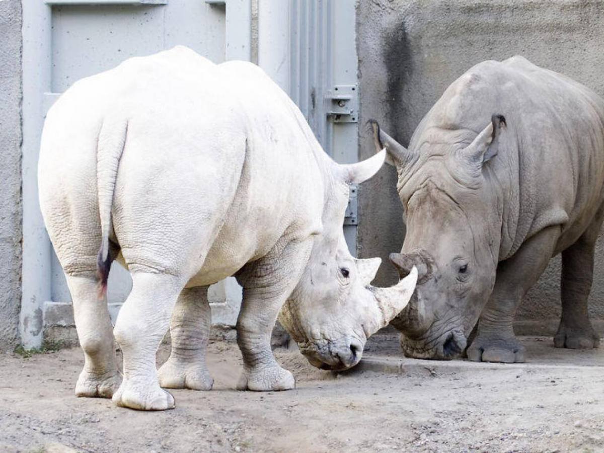 Красивый слон