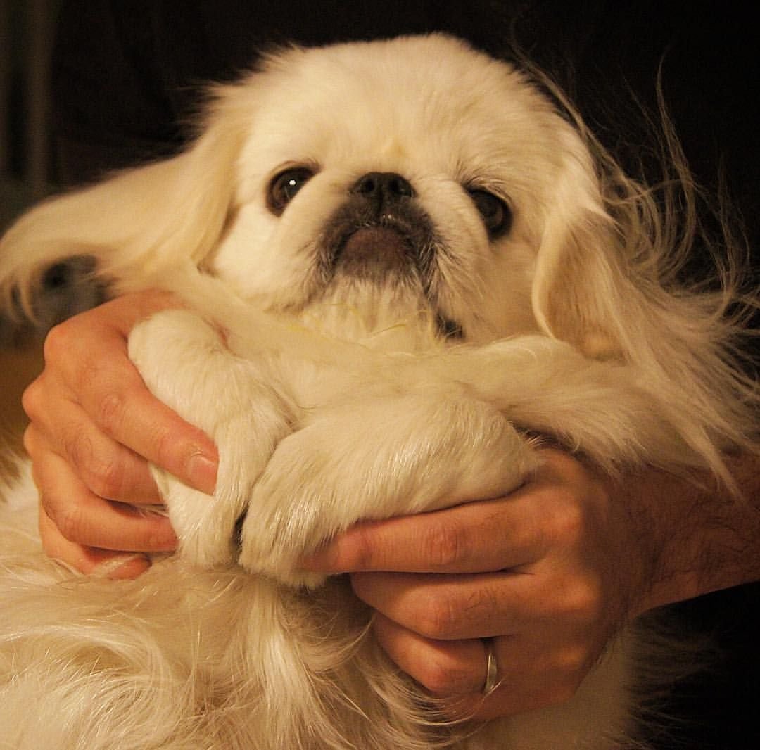 Детеныш пекинеса