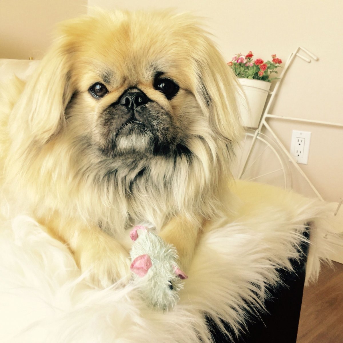 Королевский Пекинес