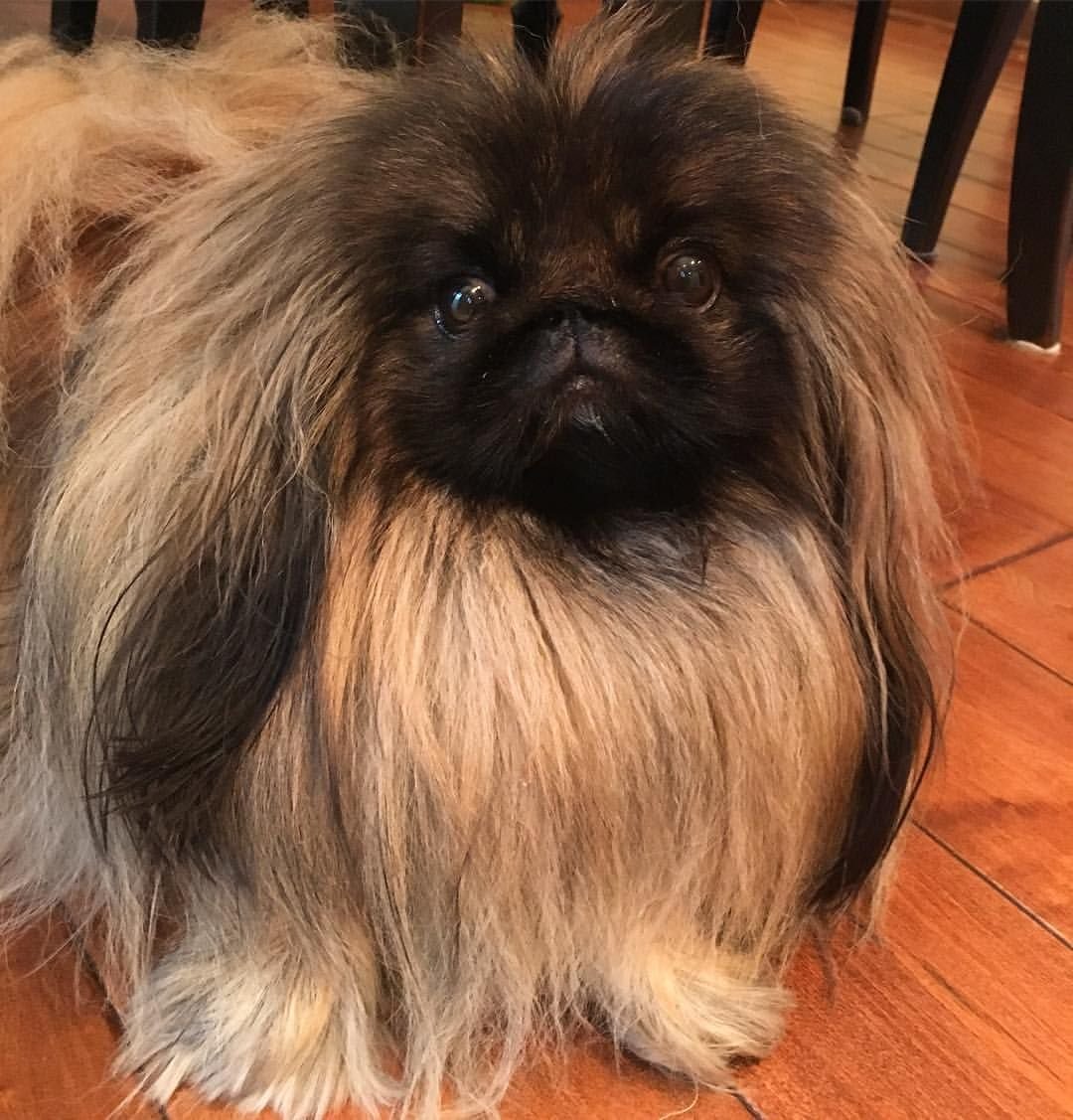 Королевский карликовый Пекинес