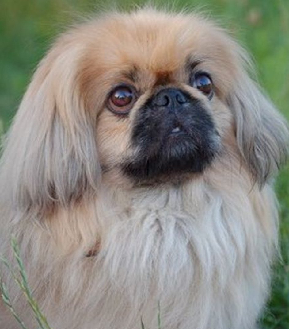 Пекинес гладкошерстный