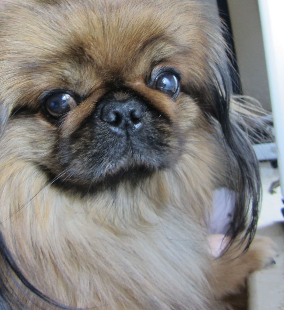 Pekingese Puppy