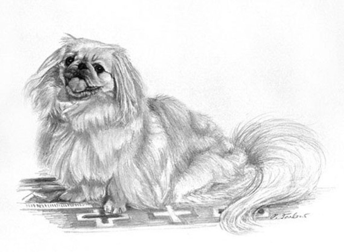 Пекинес для срисовки