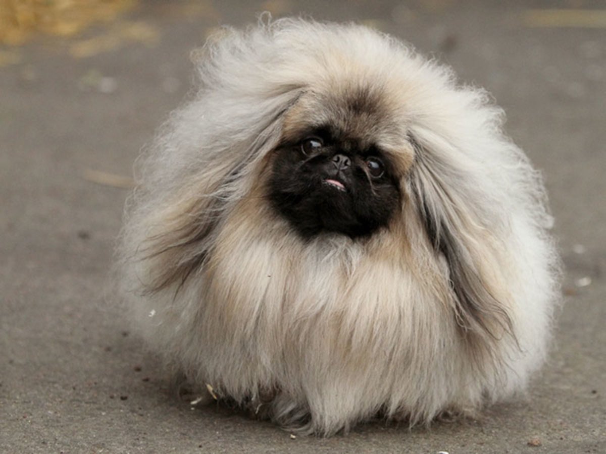Императорский Пекинес