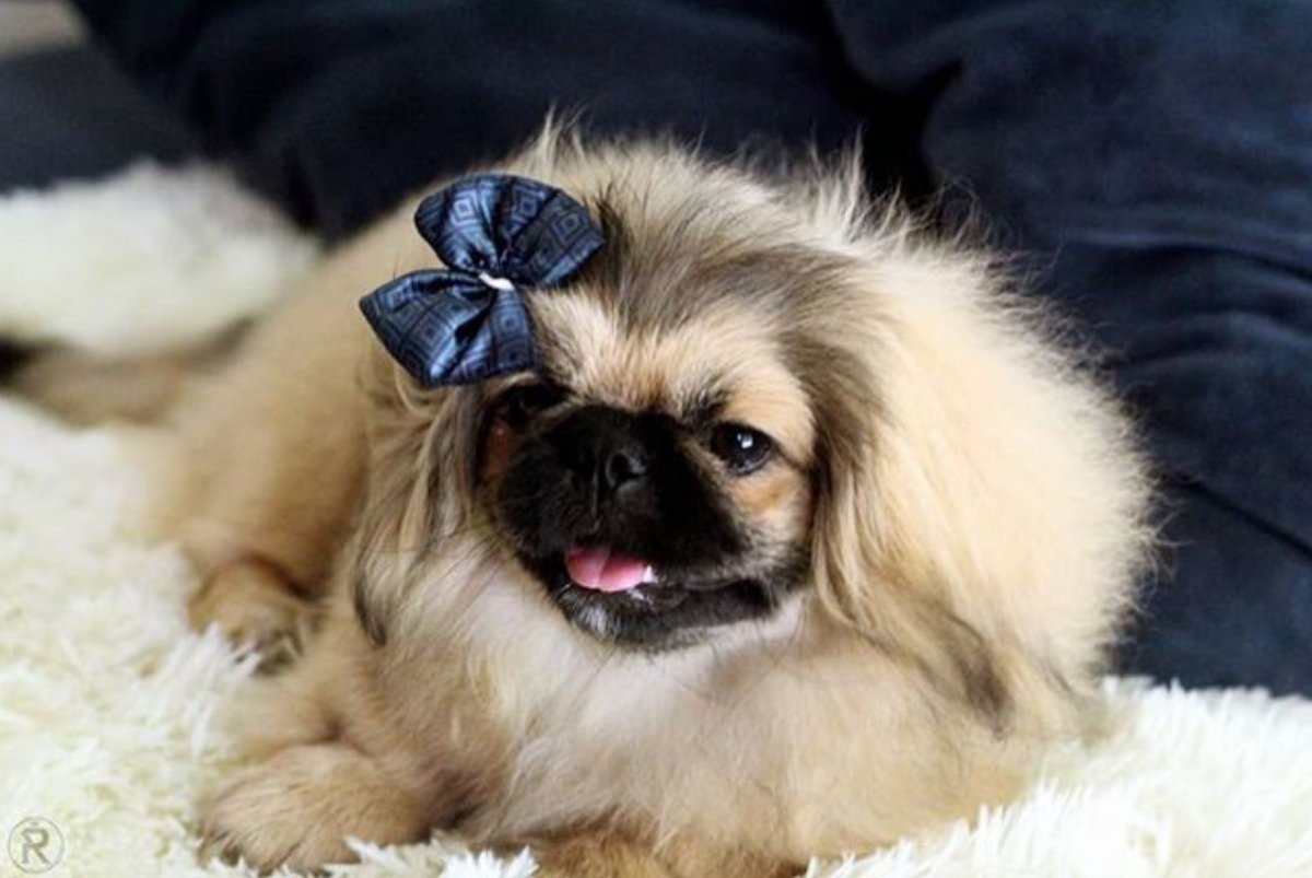 Японский Пекинес