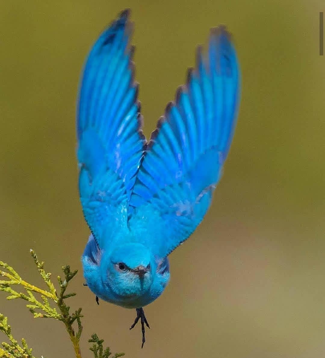 Сиалия Лазурная птица