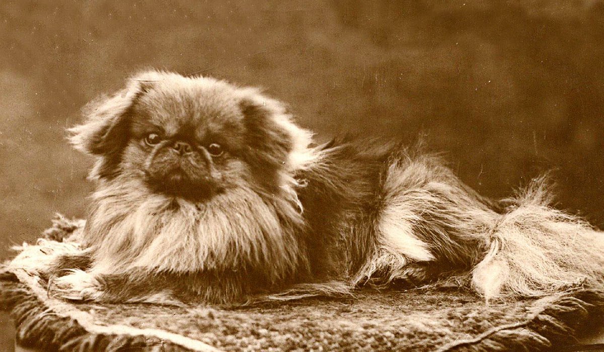 Императорский Пекинес черный замученные