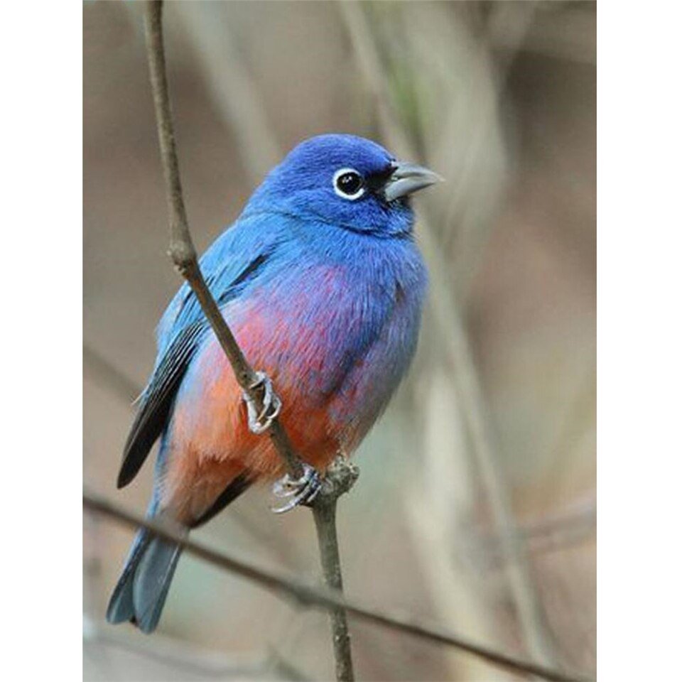 Бирюзовый овсянковый Кардинал