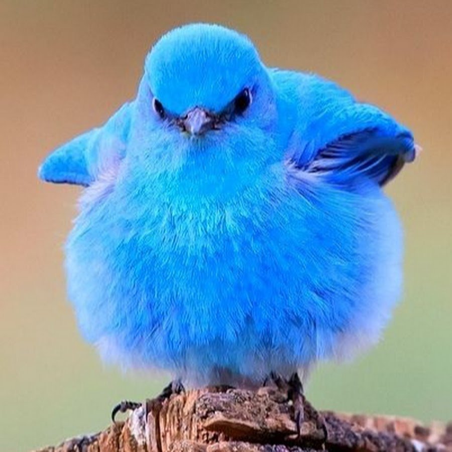 Голубая сиалия птица