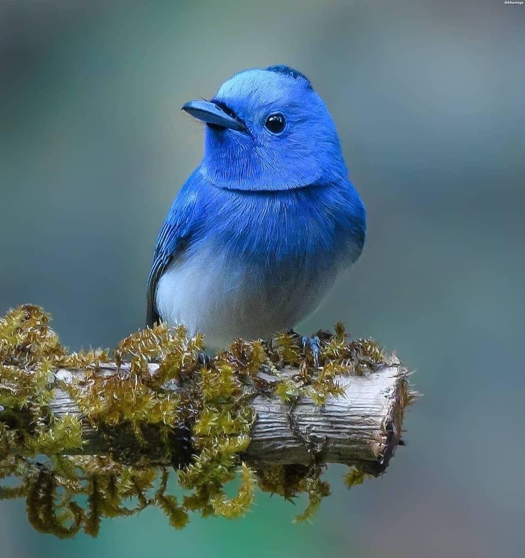 Птичка с голубой шейкой