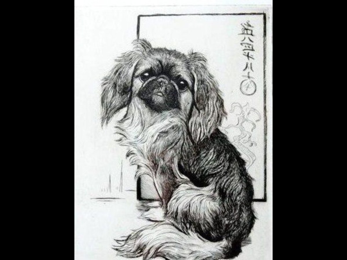 Пекинес карандашом