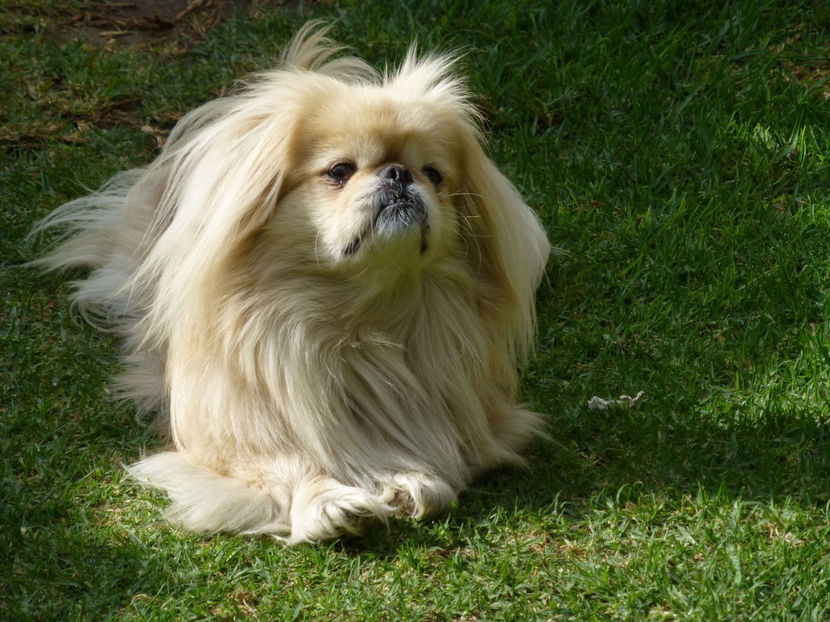 Пекинес длинношерстный