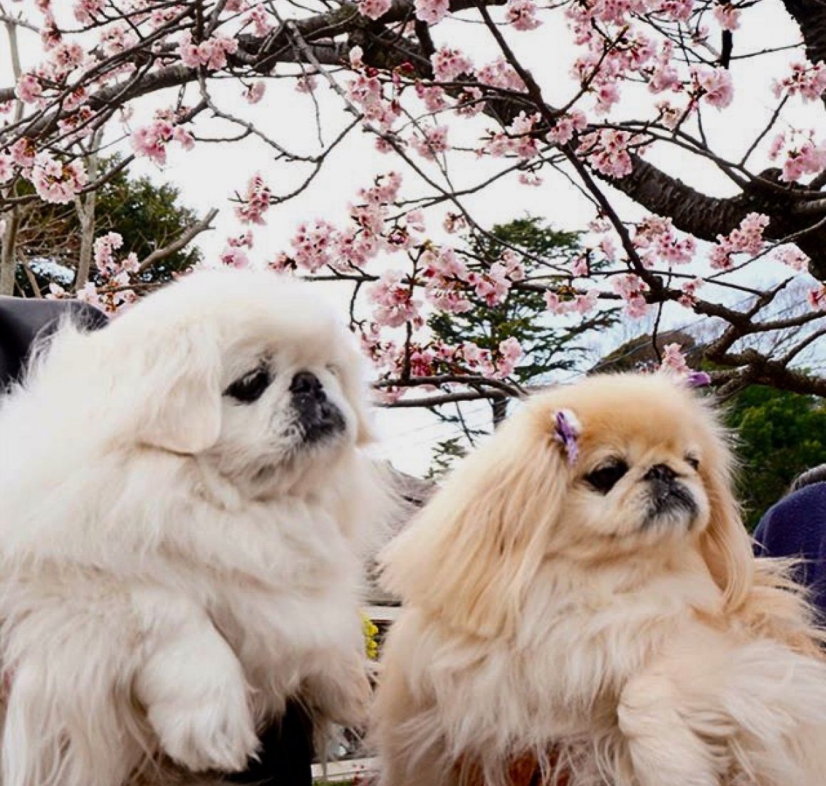 Пекинес китайский Императорский