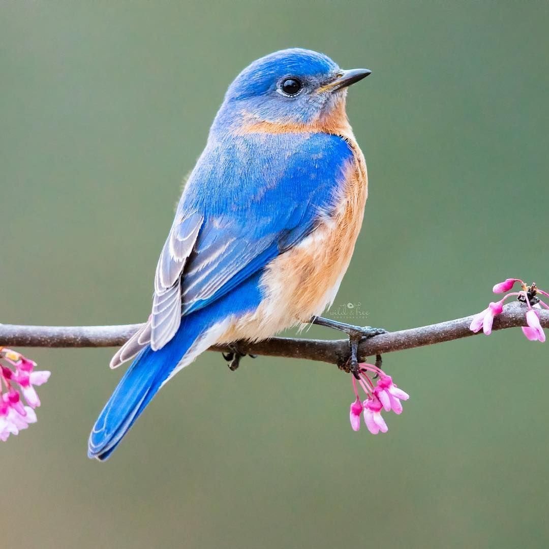Маленькая синяя птичка