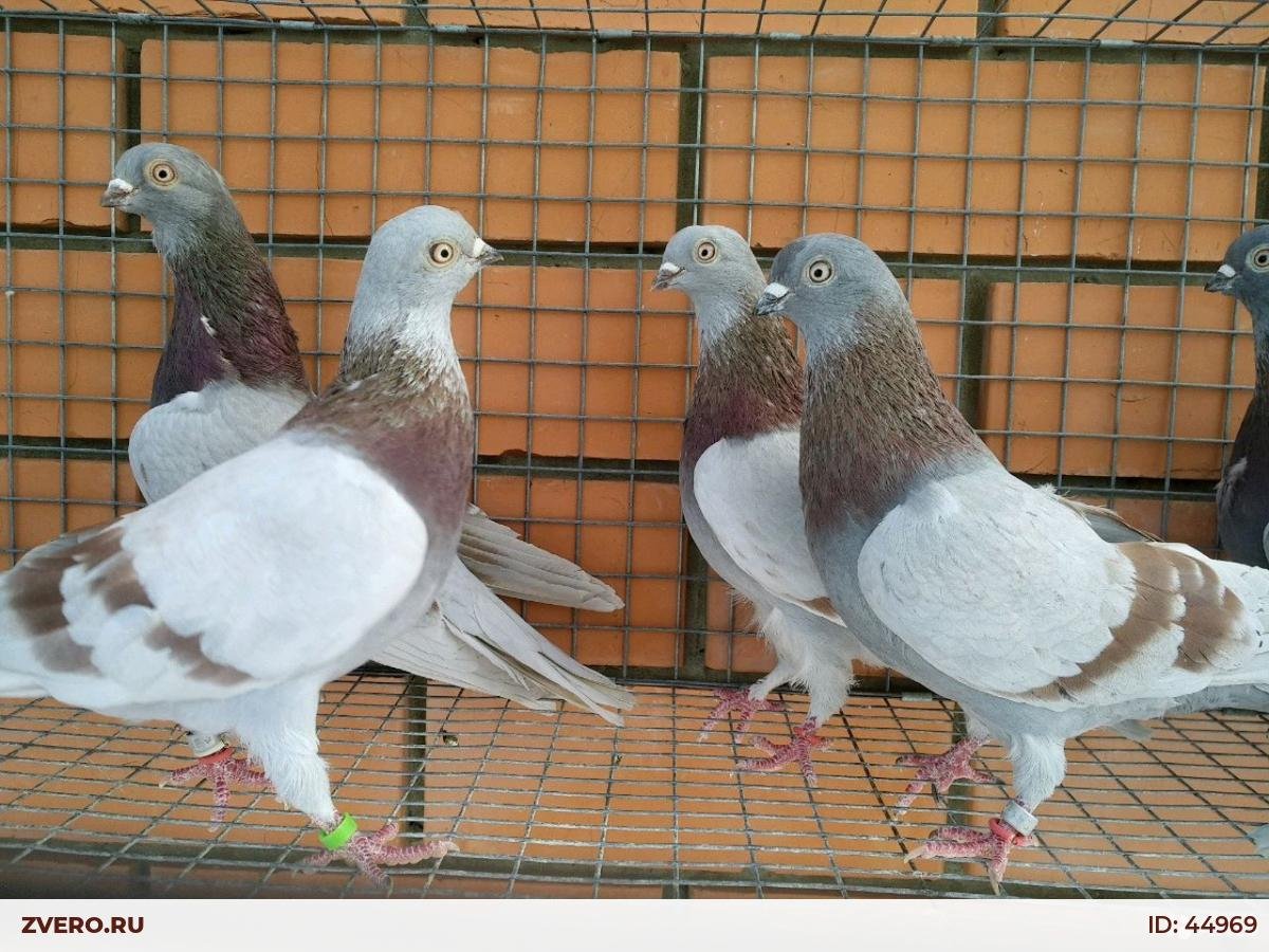 Голуби немцы выставочные