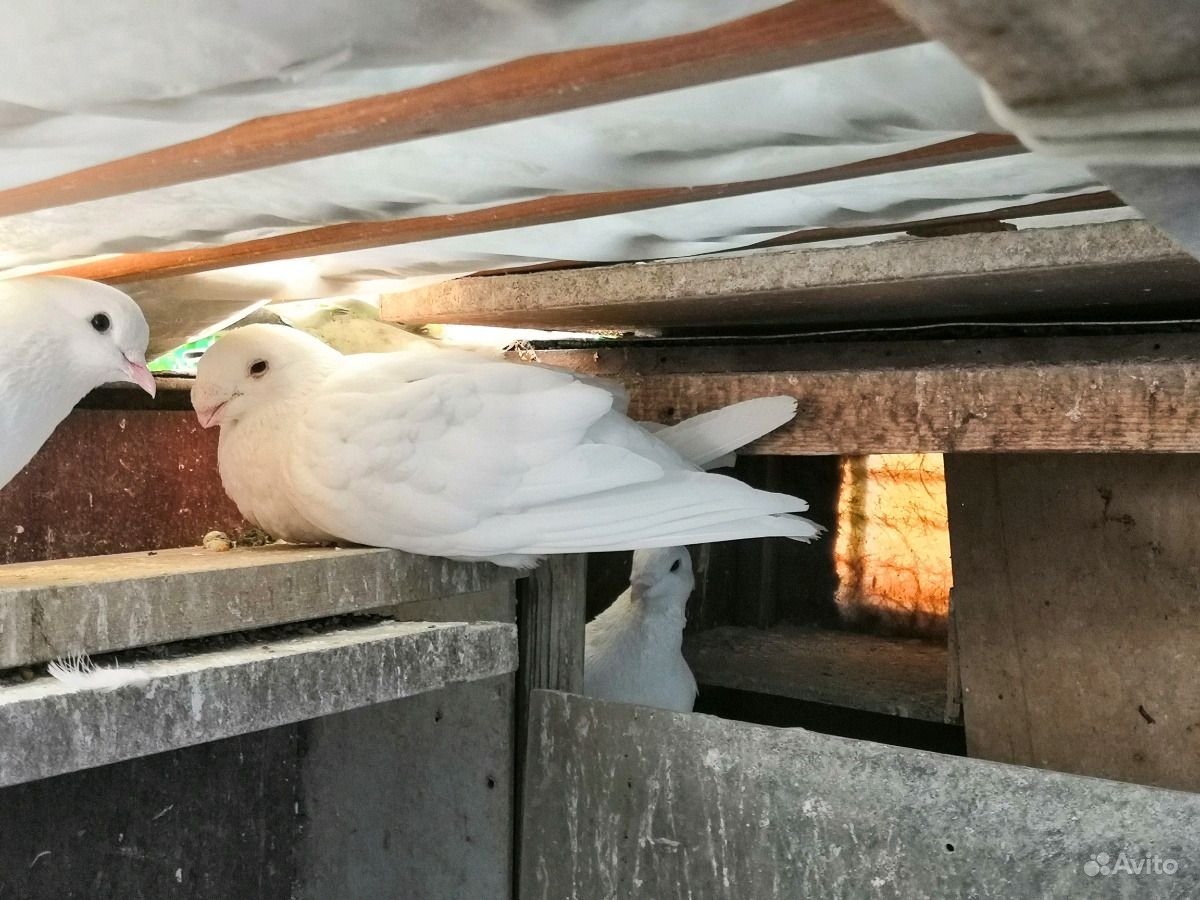 Голуби армянские сизорябые