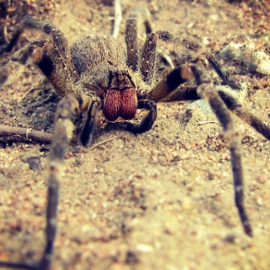 Бразильский Тарантул