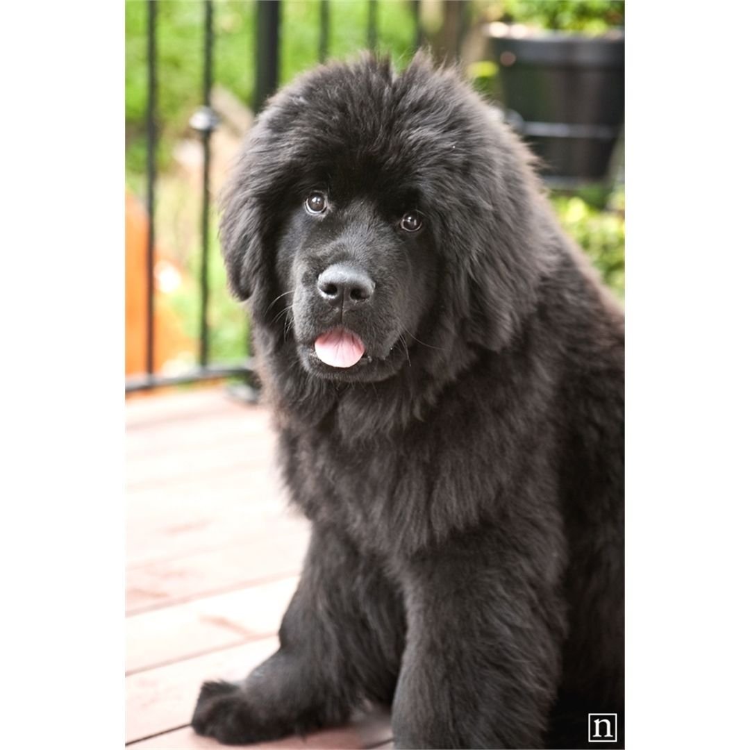 Ньюфаундленд пушистый