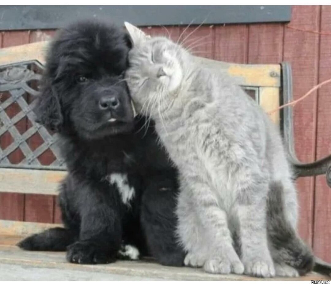 Ньюфаундленд собака