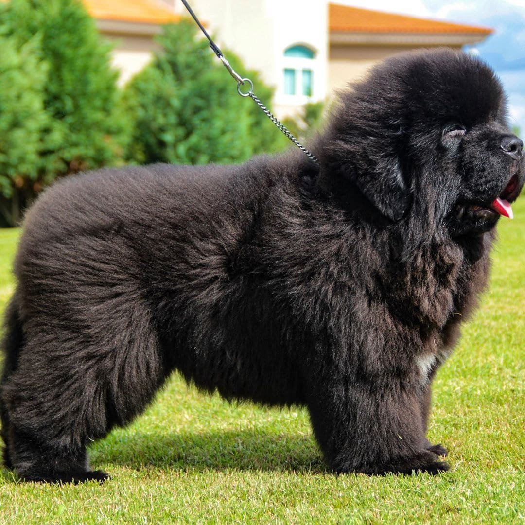 Мастиф ньюфаундленд