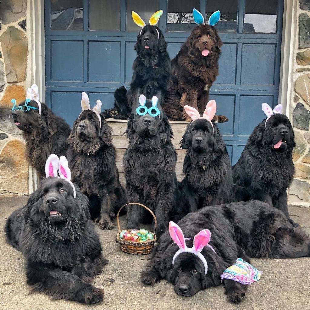 Ньюфаундленд и Йорк