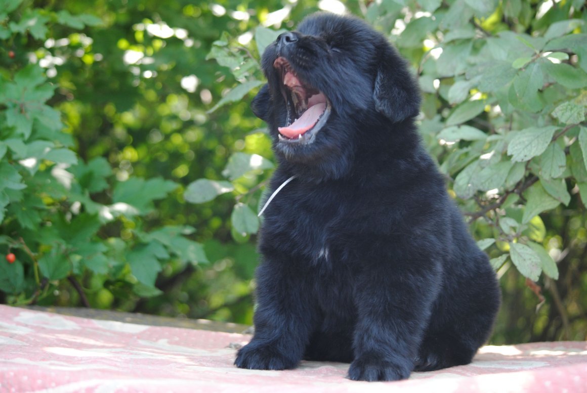 Клыки ньюфаундленда