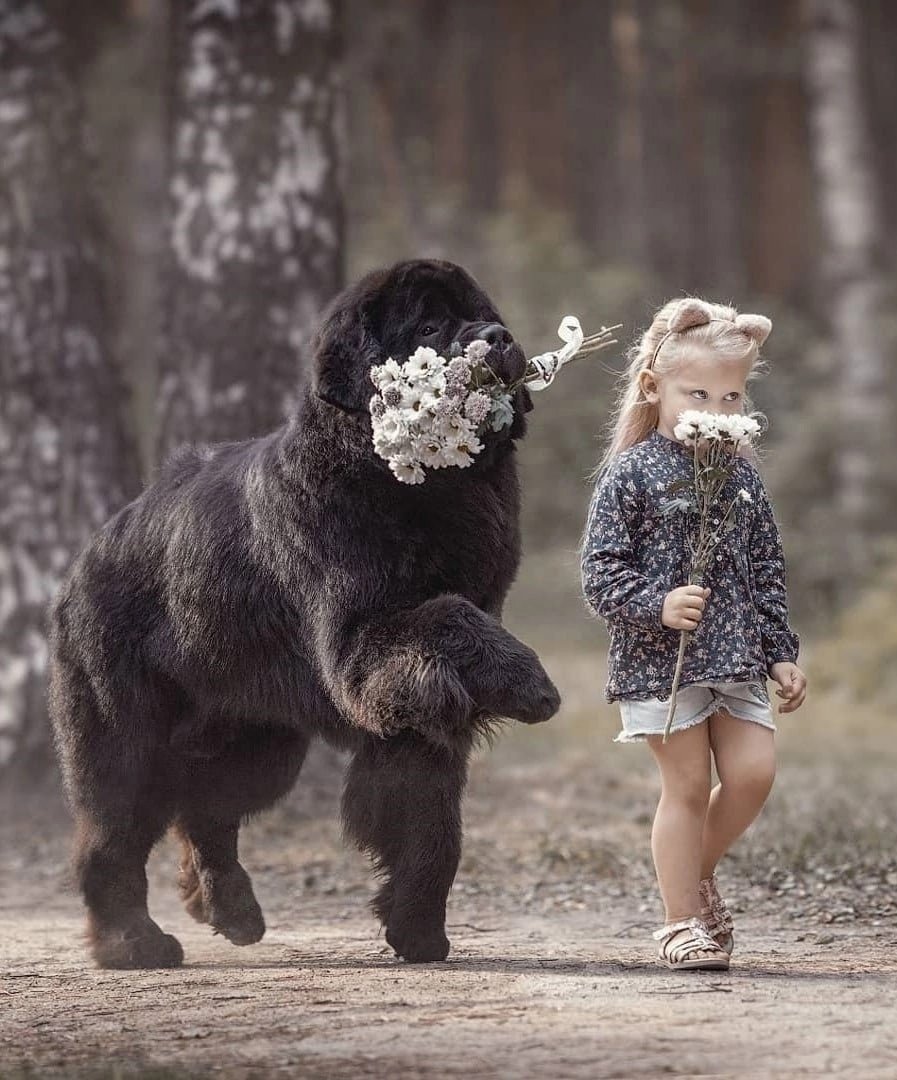 Огромная собака с ребенком
