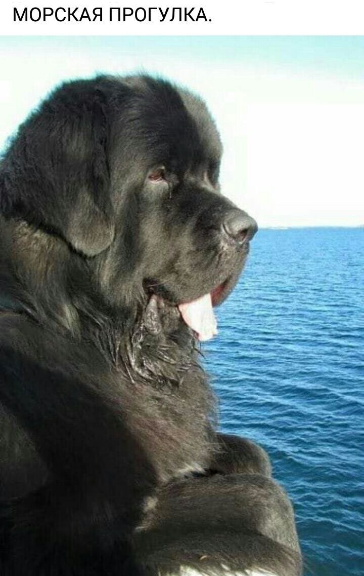 Сенбернар водолаз