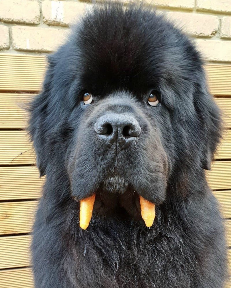 Ньюфаундленд (порода собак)