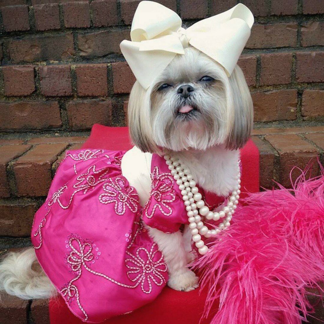 Собаки карманные