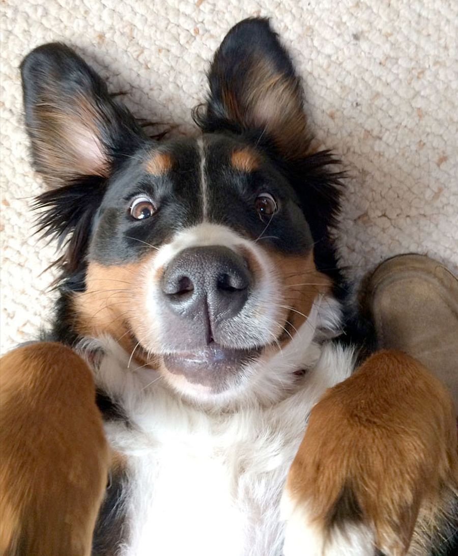 Самые милые породы собак