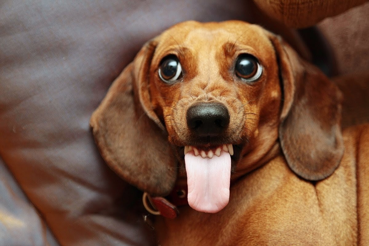 Мопс и Пекинес