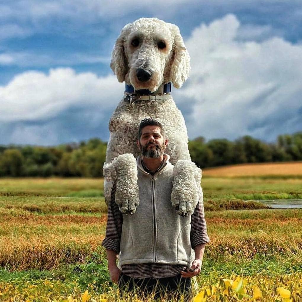 Левретка Заппа