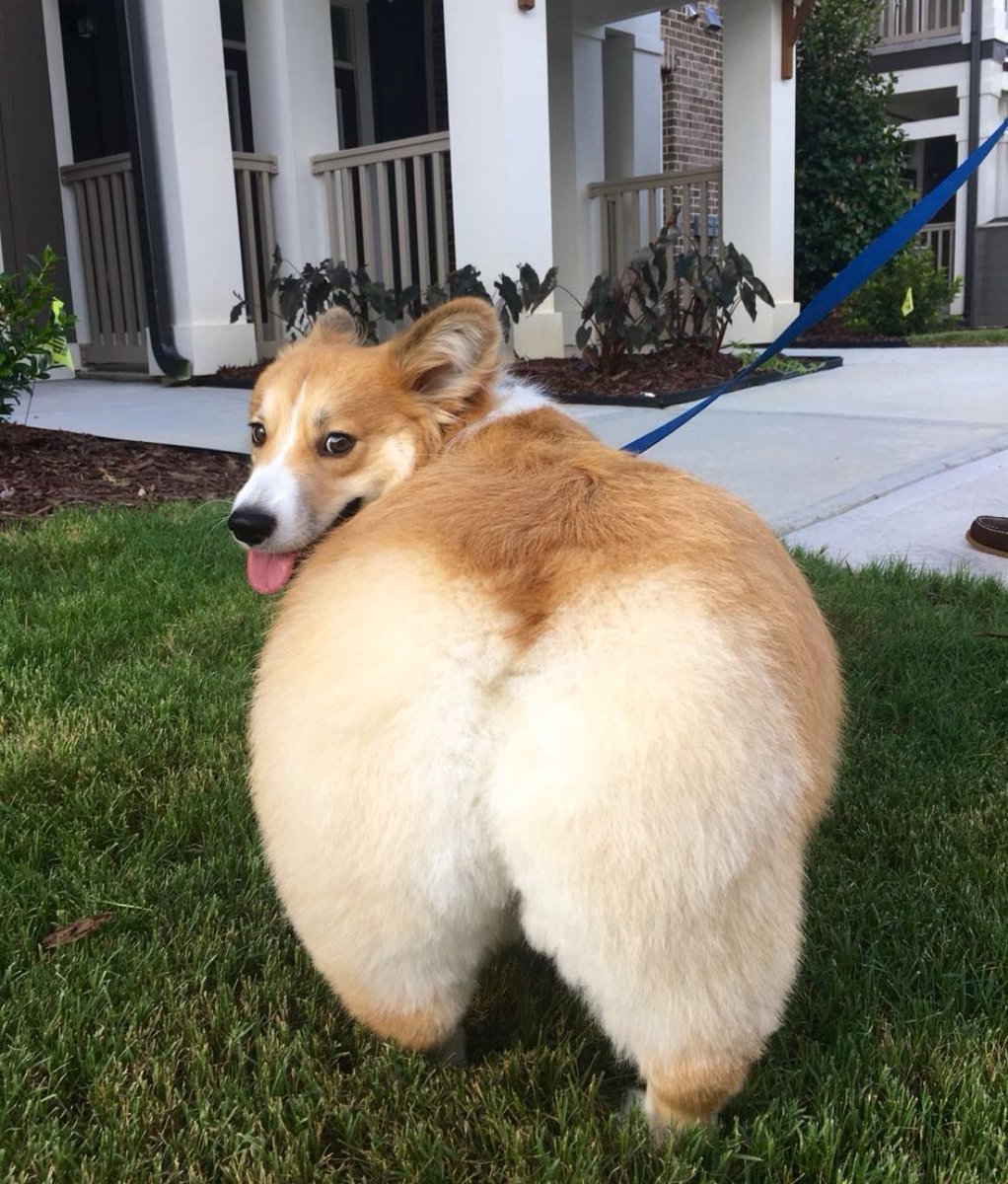 Забивная собака