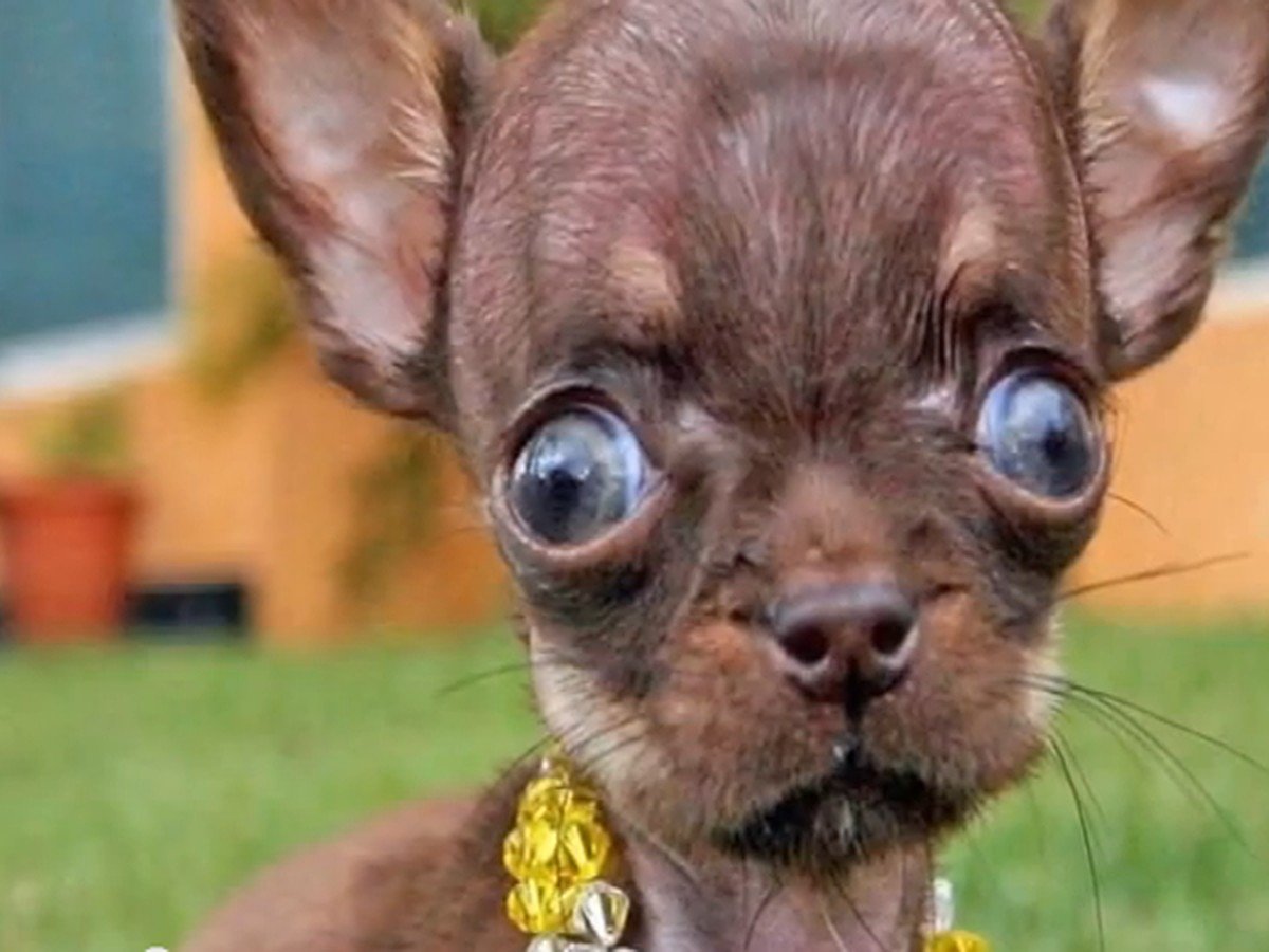 Гаванский Бишон