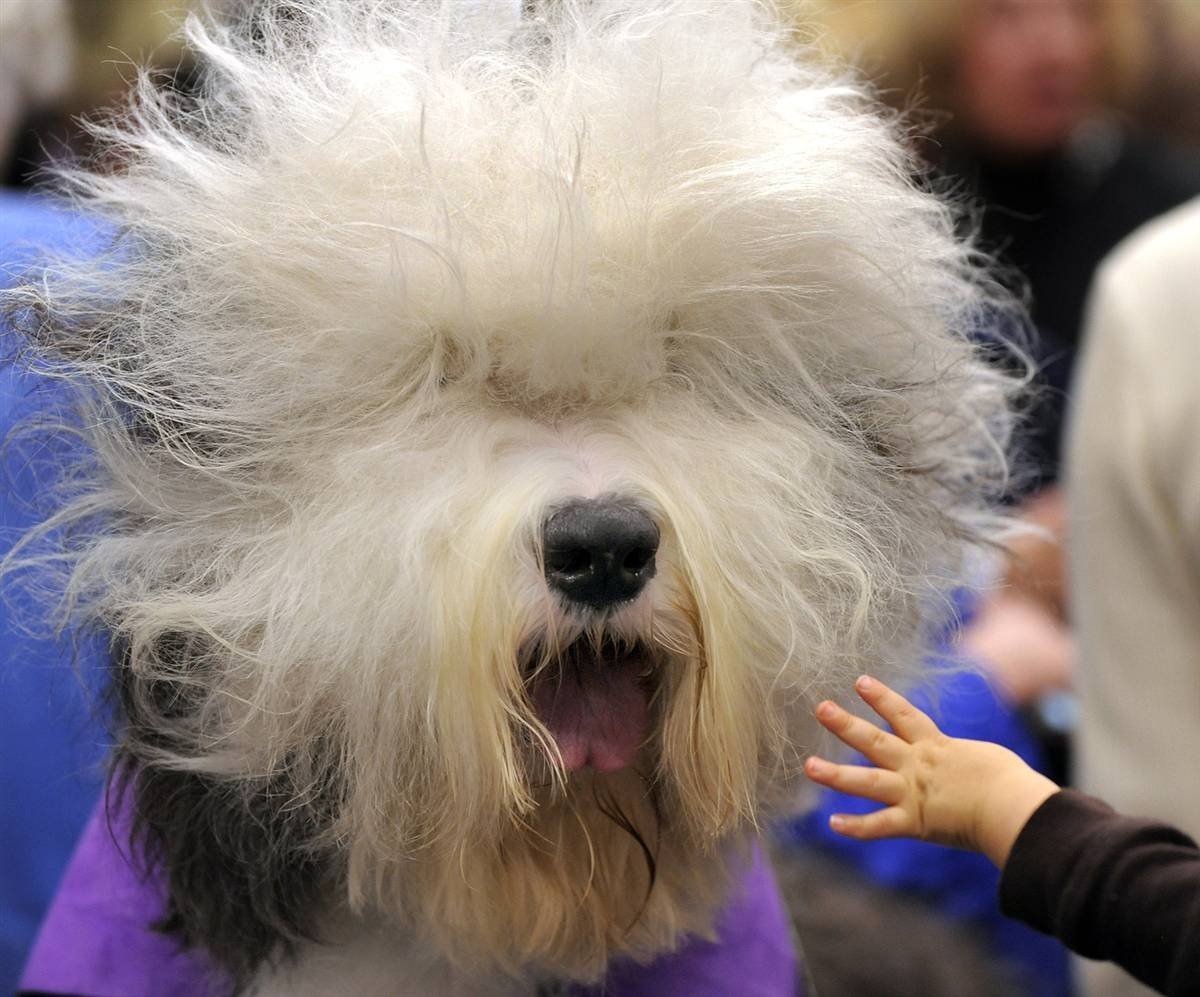 Шишколобый Гнидодав