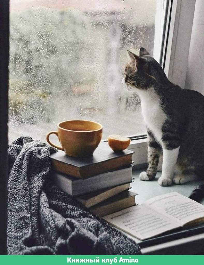 Дождливое утро