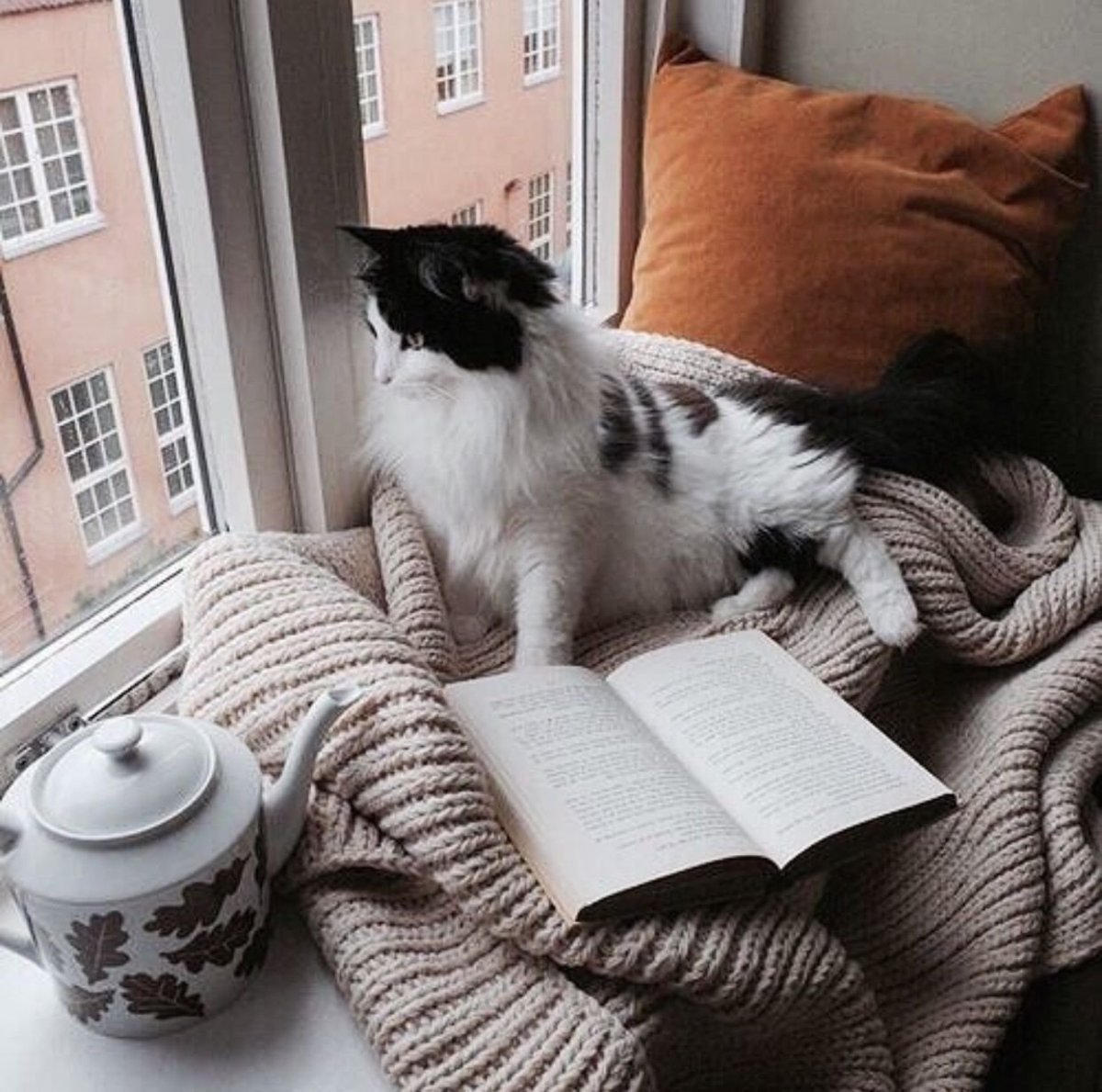 Уютное утро с котом