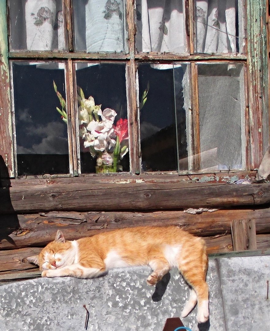 Деревенский кот