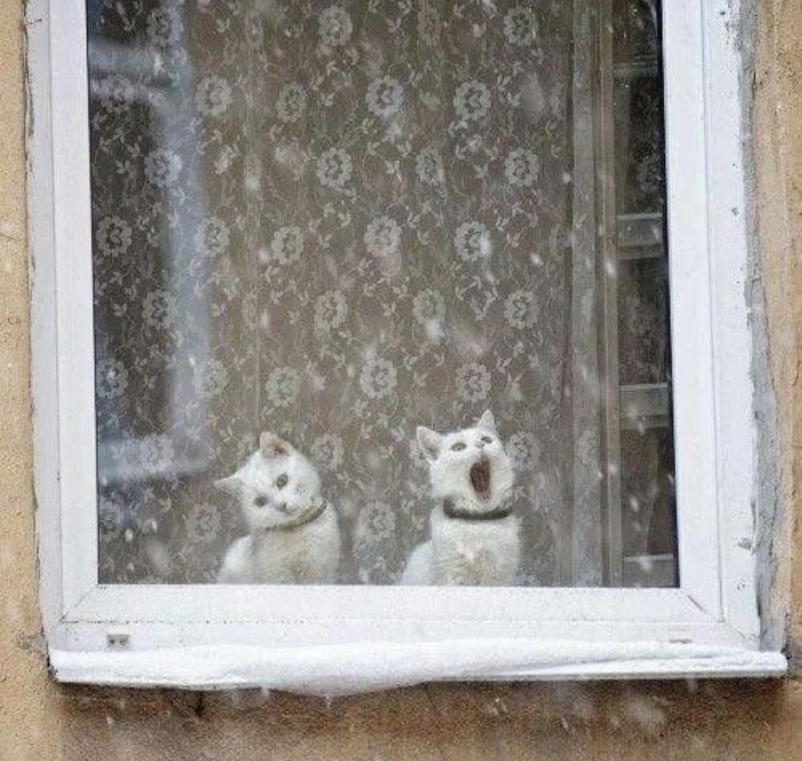 Кот на окне зимой