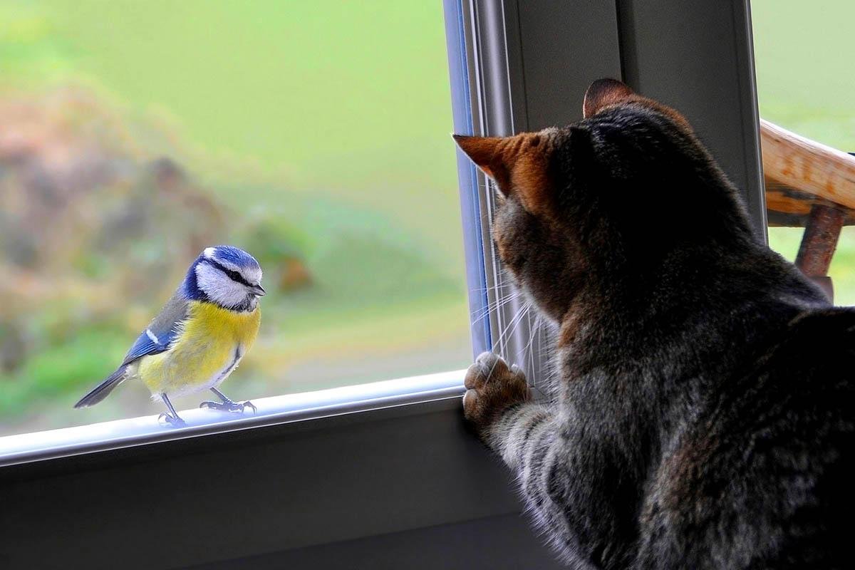 Синица на окне