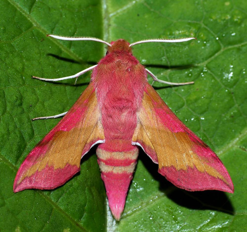 Бабочка Хоук-сумеречницы слона