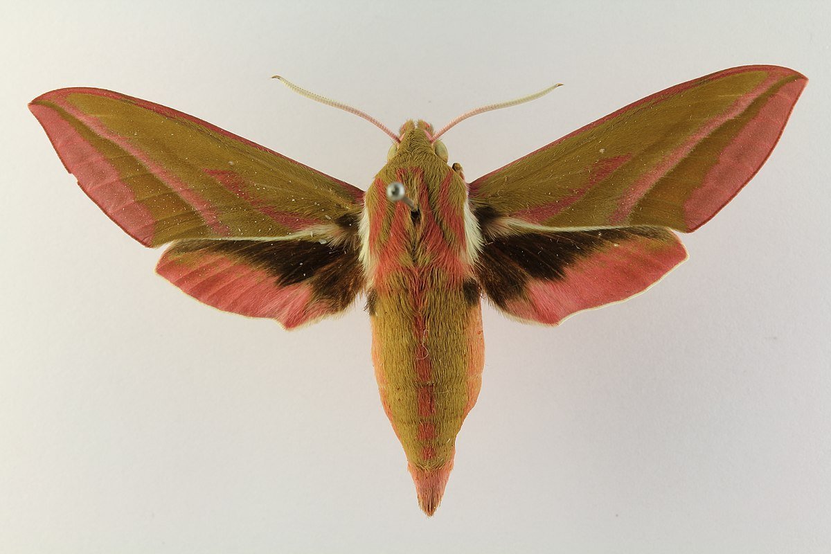 Бражник вьюнковый гусеница