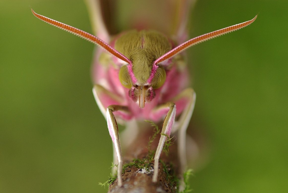 Глазчатый Бражник бабочка