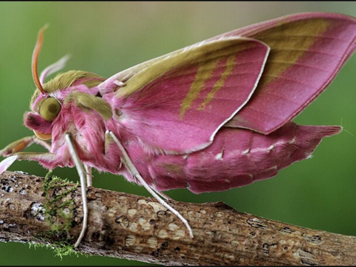 Мотылек винный Бражник